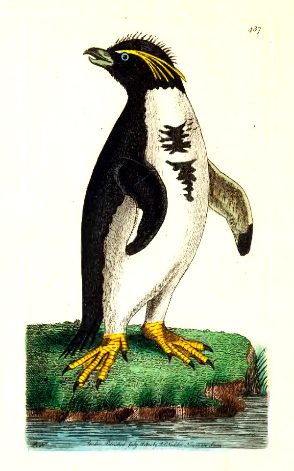v11 437 Crested Penguin