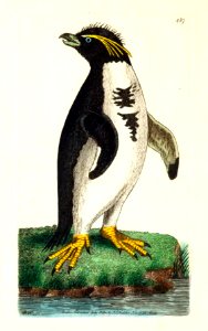 v11 437 Crested Penguin