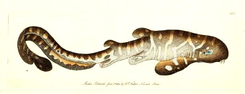 v11 434 Zebra Shark