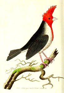 v11 433 Crested Cardinal