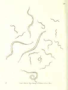 v11 431 Eel Vibrio