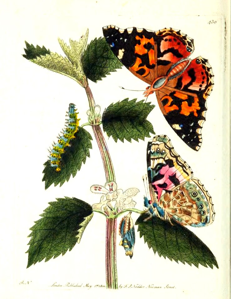 v11 430 Thistle Butterfly