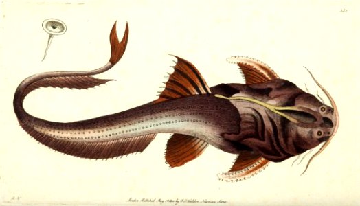 v11 432 Acetabulated Platystacus