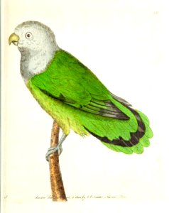 v11 425 Grey Headed Parakeet