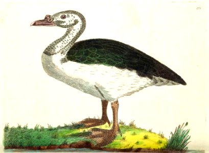 v11 421 Black Backed Goose