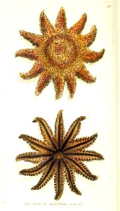 v11 418 Twelve Ray Sea Star