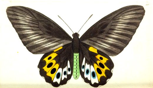 v11 420 Panthous Butterfly