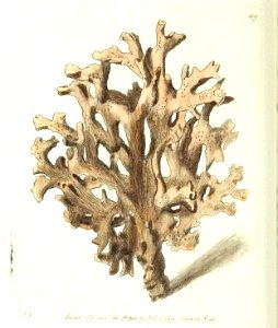 v11 419 Elk's Horn Millipore