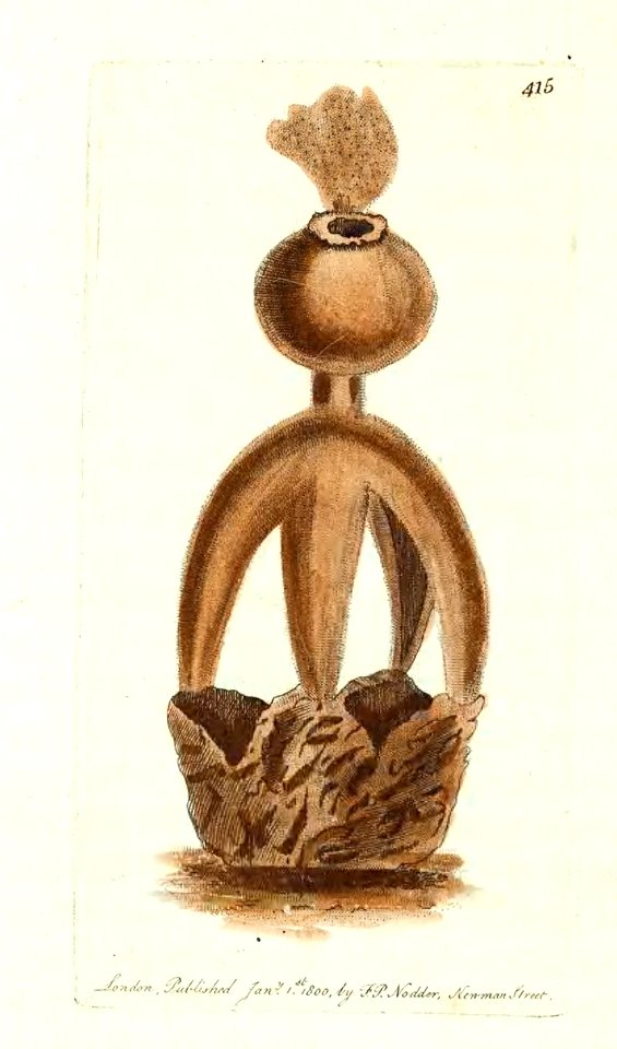 v11 415 Temple Puffball