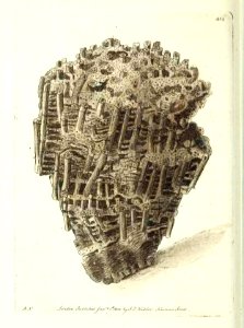 v11 414 White Organ Coral