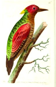 v11 413 Red Winged Woodpecker