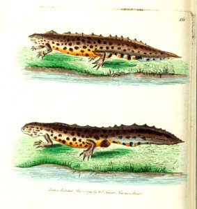 v11 412 Water Newt