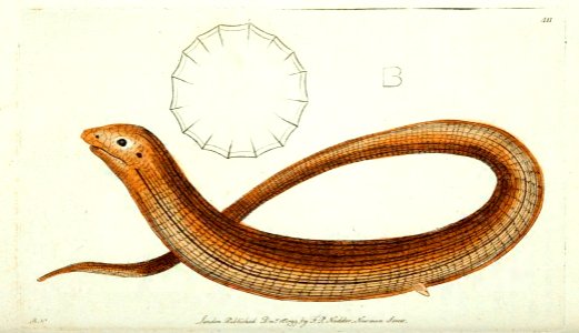 v11 411 Apodal Lizard