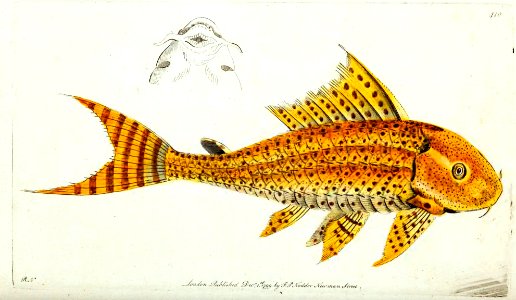v11 410 Yellow Loricaria