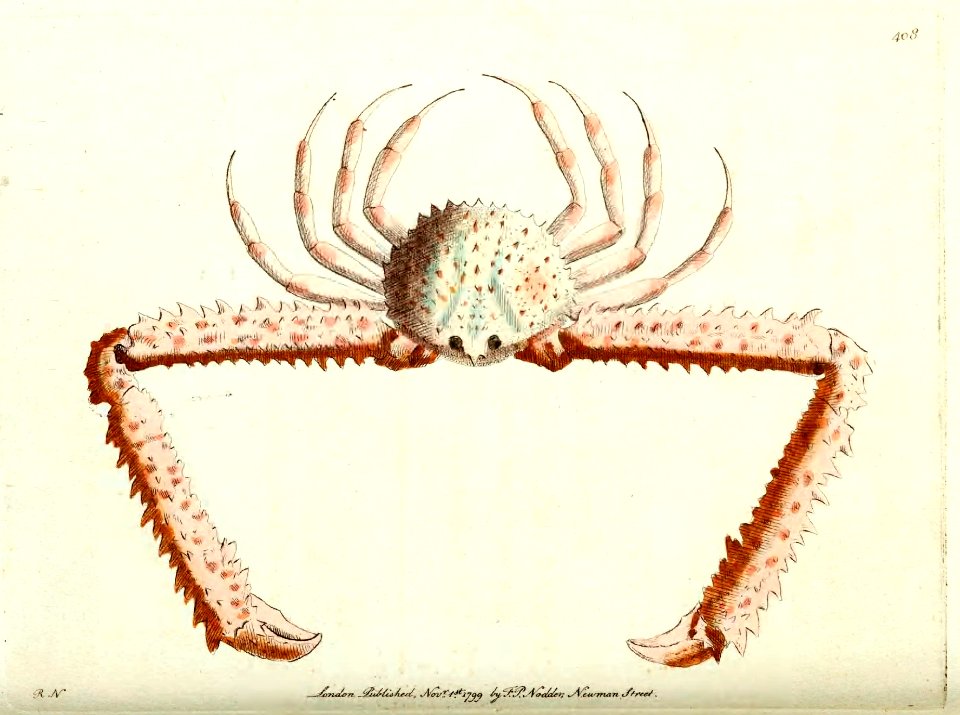 v11 408 LongArmed Crab