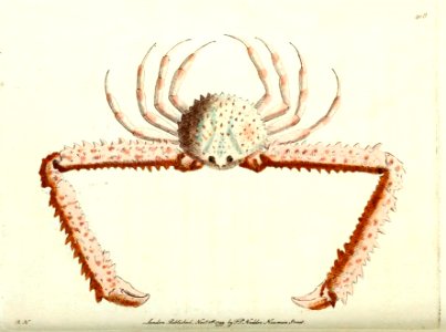 v11 408 LongArmed Crab