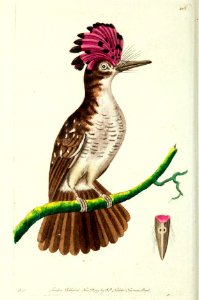 v11 405 Crested Tody
