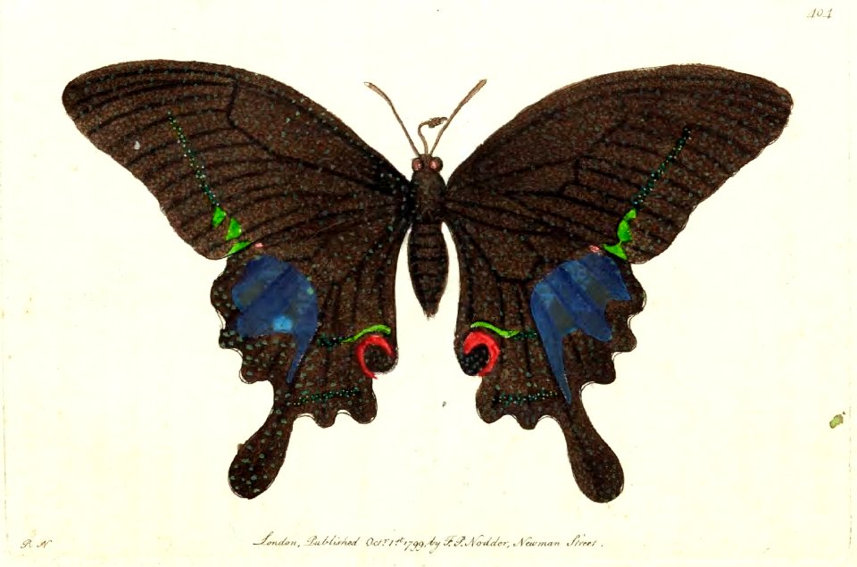 v11 404 Paris Butterfly