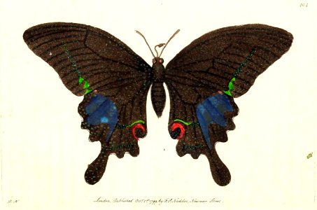 v11 404 Paris Butterfly