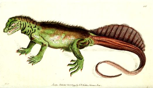v11 403 Amboina Lizard