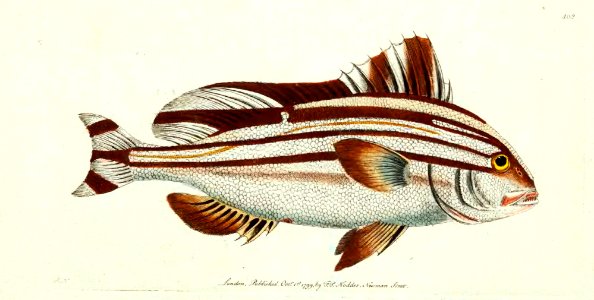 v11 402 Banded Perch