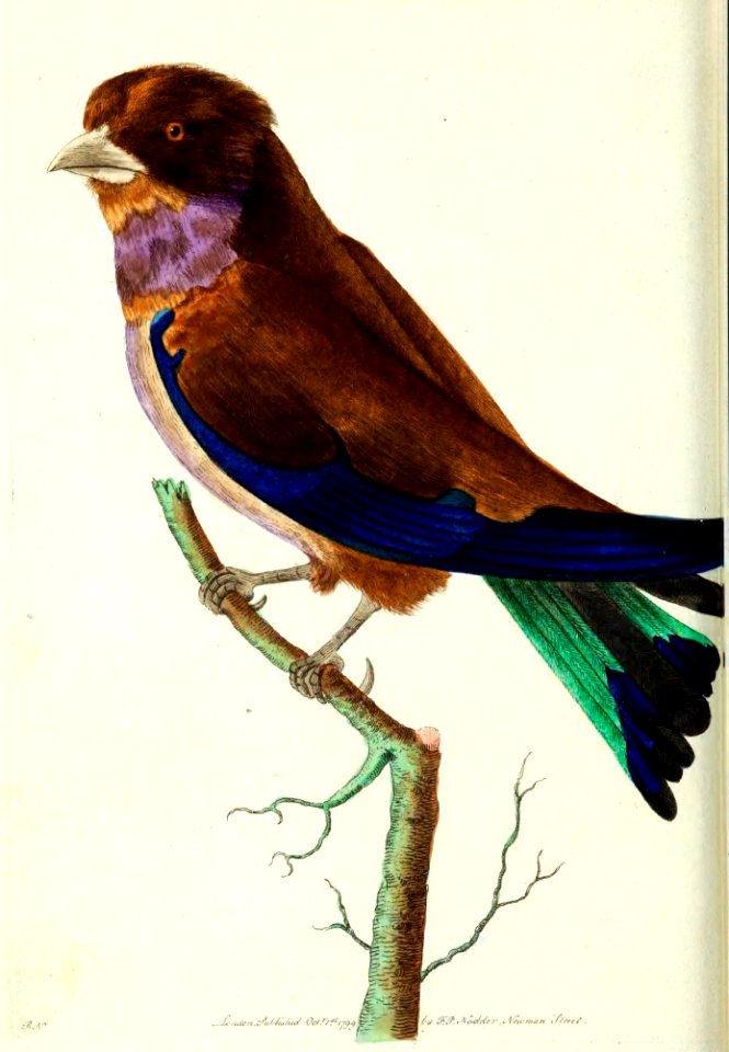 v11 401 African Roller