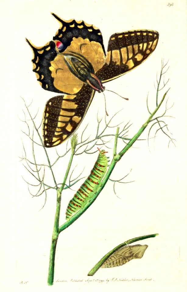 v11 398 Swallow Tail Butterfly