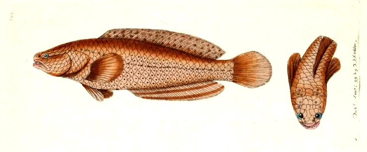 v11 399 Punctated Ophicephalus
