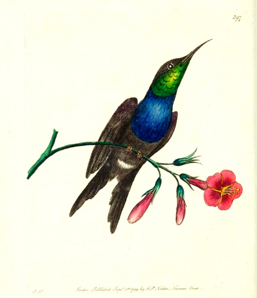 v11 397 Furcated Hummingbird