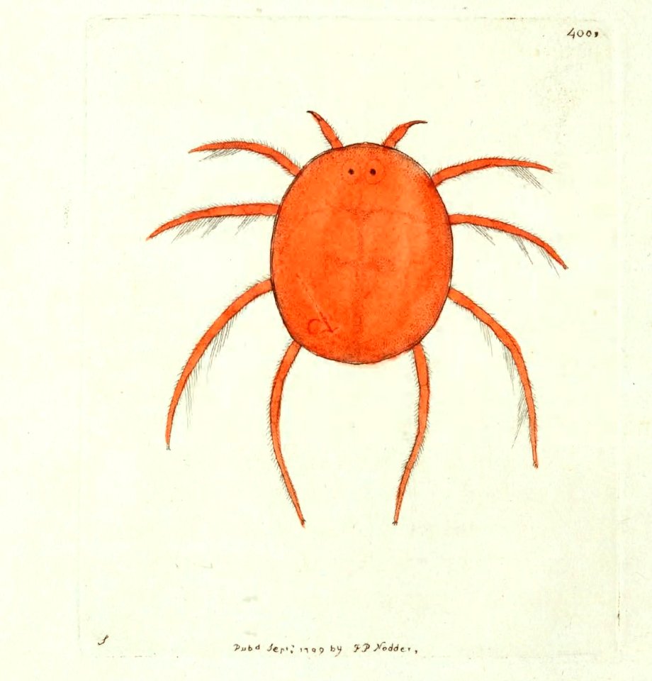 v11 400 Scarlet Water-Spider