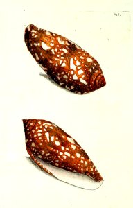 v10 396 Porphyry Cone