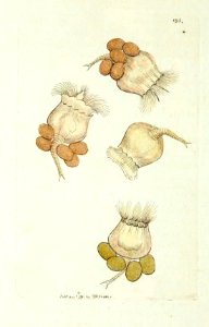 v10 395 Bell-shaped Brachionus