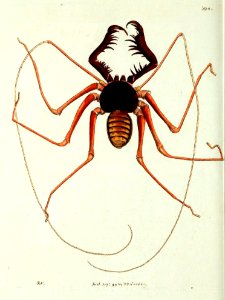 v10 394 Great Brown Phalangium