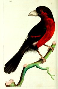 v10 393 Tooth Billed Barbet