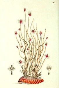 v10 392 Oat Straw Tubularia