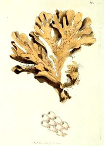 v10 391 Broad Leaved Hornwrack