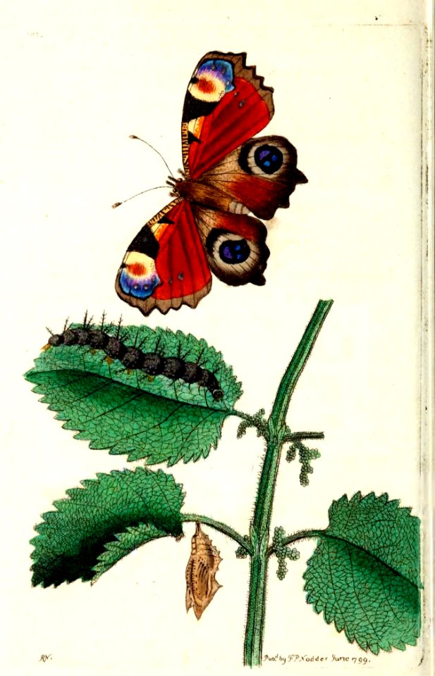 v10 388 Peacock Butterfly