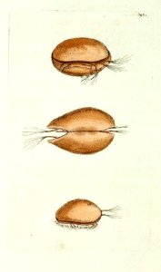 v10 390 Muscle Monoculus