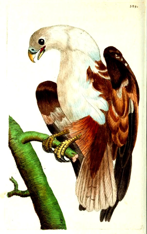 v10 389 Pondicherry Eagle
