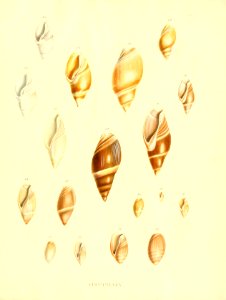 Recent Shells 61