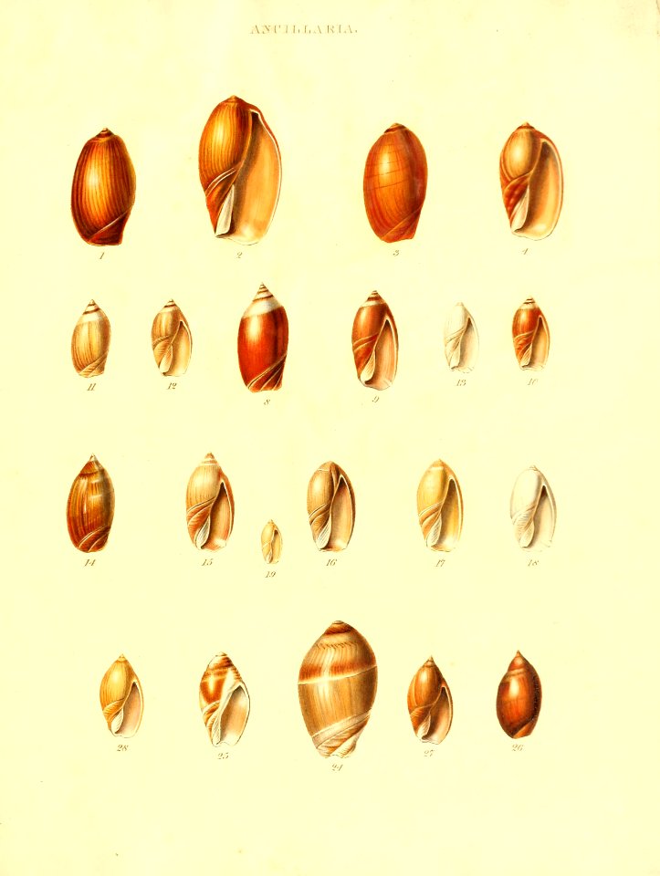 Recent Shells 57