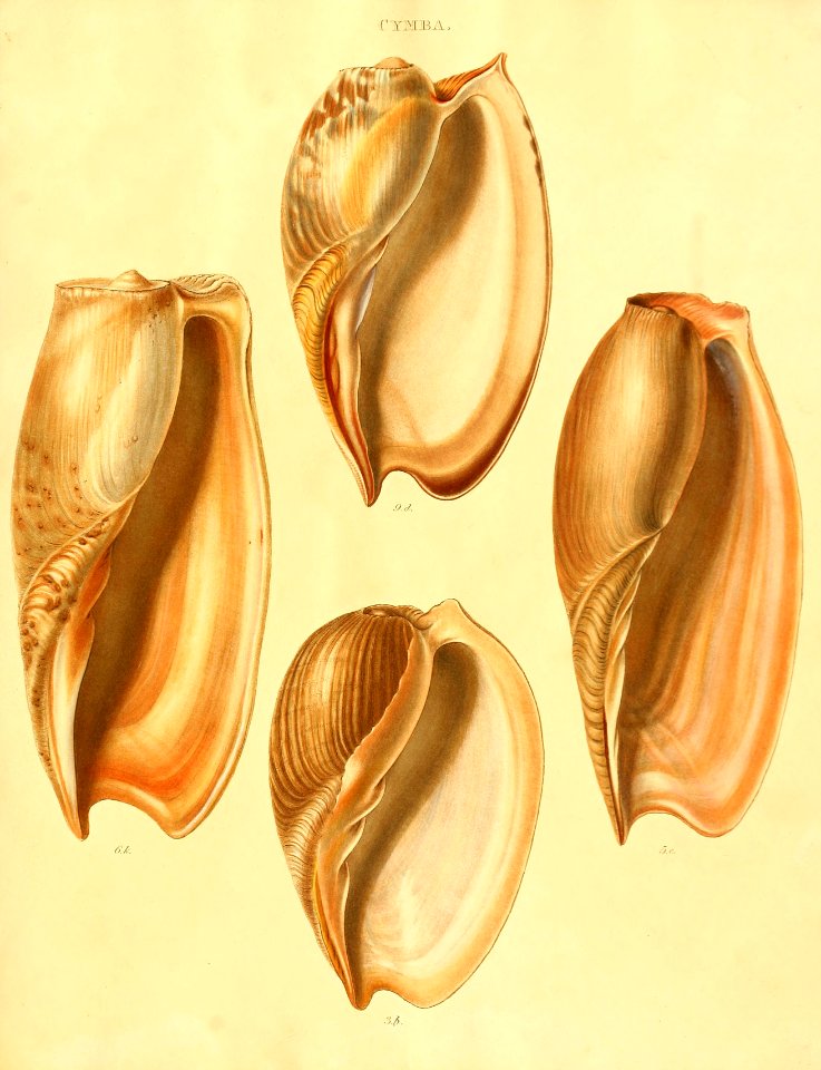 Recent Shells 31