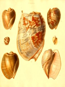 Recent Shells 29