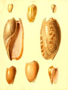 Recent Shells 25