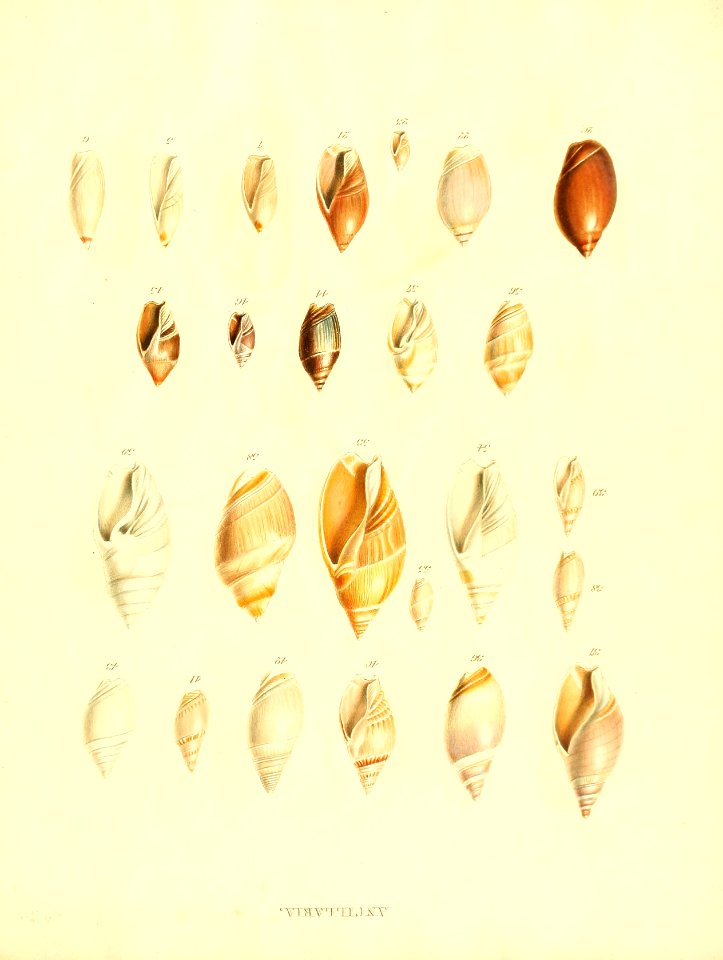 Recent Shells 59