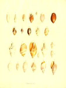 Recent Shells 59