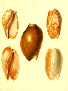 Recent Shells 27