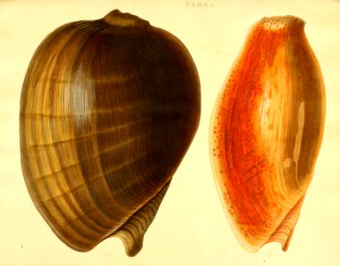 Recent Shells 21