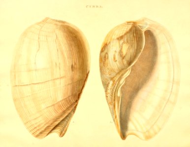 Recent Shells 19
