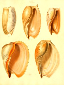 Recent Shells 23